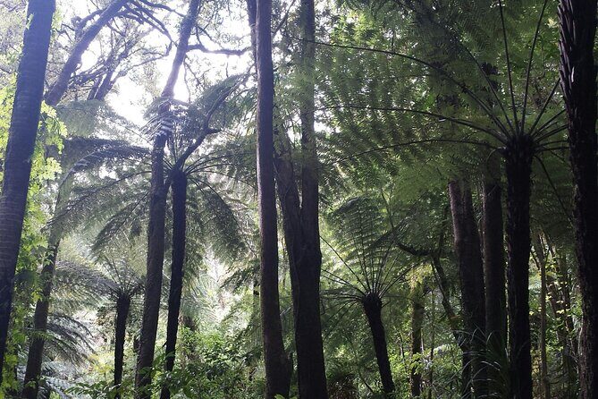 Coast and Rainforest Eco-Tour from Auckland with Picnic Lunch - Maori carvings and cultural context without the lecture