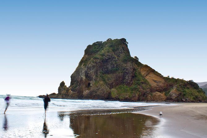 Coast and Rainforest Eco-Tour from Auckland with Picnic Lunch - Coastal rainforest walking near streams and native plants