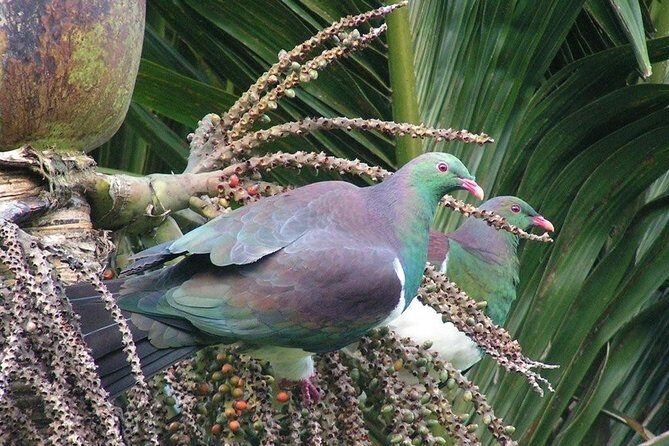 Coast and Rainforest Eco-Tour from Auckland with Picnic Lunch - Picnic lunch and light refreshments in the right kind of place