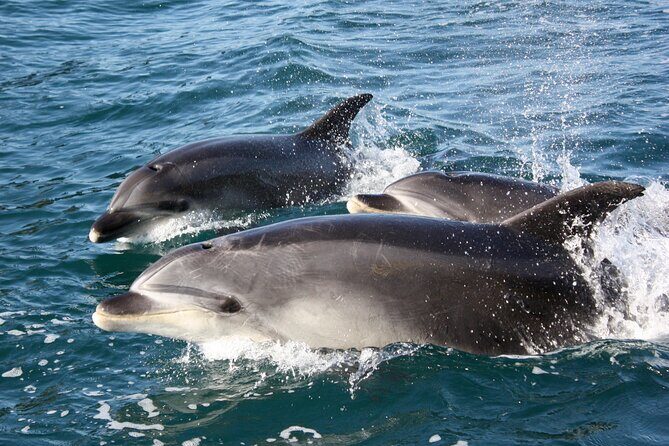 Discover the Bay - Hole in the Rock cruise includes Island Lunch - Key takeaways before you go