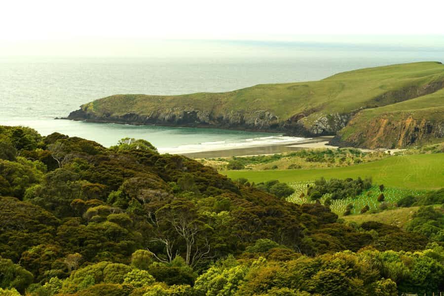 Dunedin: Wildlife and Penguin Tour - Key takeaways before you go