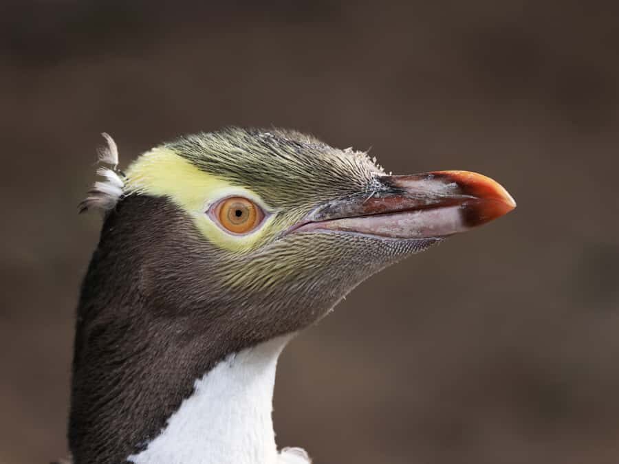 Dunedin: Wildlife and Penguin Tour - Entering The Reserve Through Conservation, Not Just Sightings