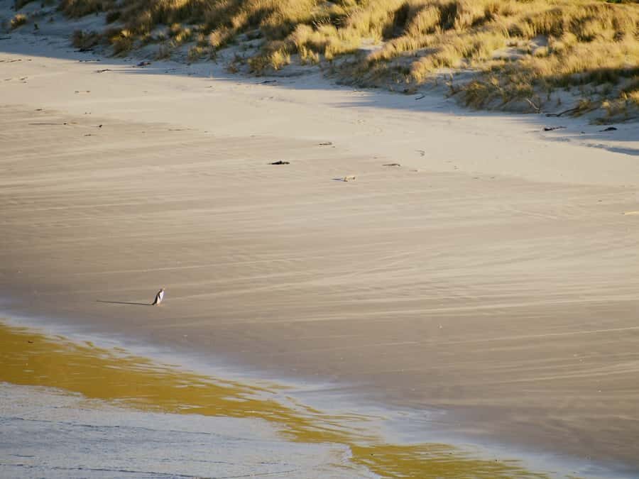 Dunedin: Wildlife and Penguin Tour - The Best Part Is the Guides: Emma, Eden, and the Value of Clear Explanations