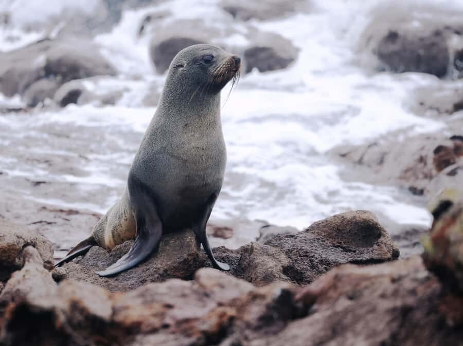 Dunedin: Wildlife and Penguin Tour - Price and Value: $44 for Conservation Access on the Otago Peninsula