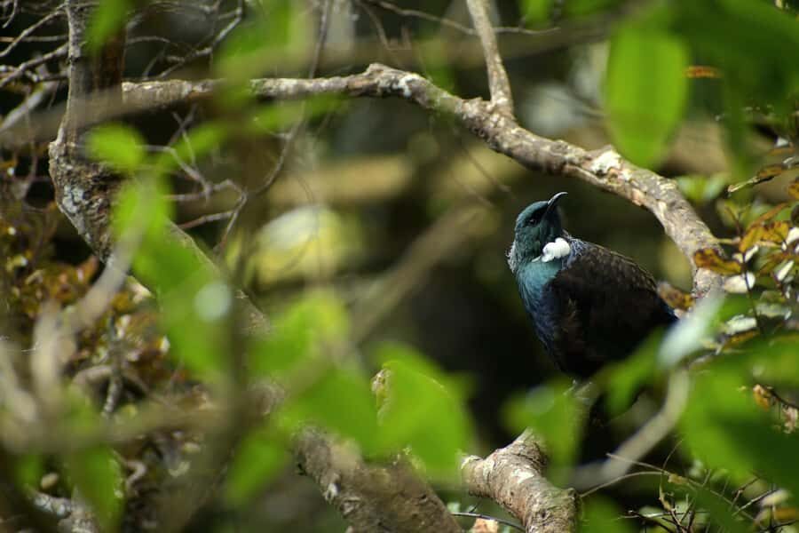 Dunedin: Wildlife and Penguin Tour - The 90-Minute Flow: Theatre, Rehab, Then a Guided Nature Walk