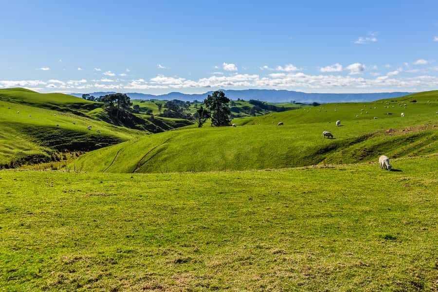 From Auckland or Rotorua: Hobbiton & Waitomo Tour with Lunch - Green Dragon Drink and Hobbiton Marquee Lunch: Included Food You Can Trust