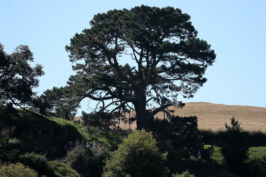 From Auckland or Rotorua: Hobbiton & Waitomo Tour with Lunch - Waitomo Caves: The 45-Minute Glowworm Cave Tour and the Boat Ride Moment