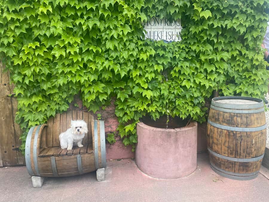 From Auckland: Waiheke Island Wineries' Tour - Taste smart on a day trip: how to enjoy tastings without going overboard