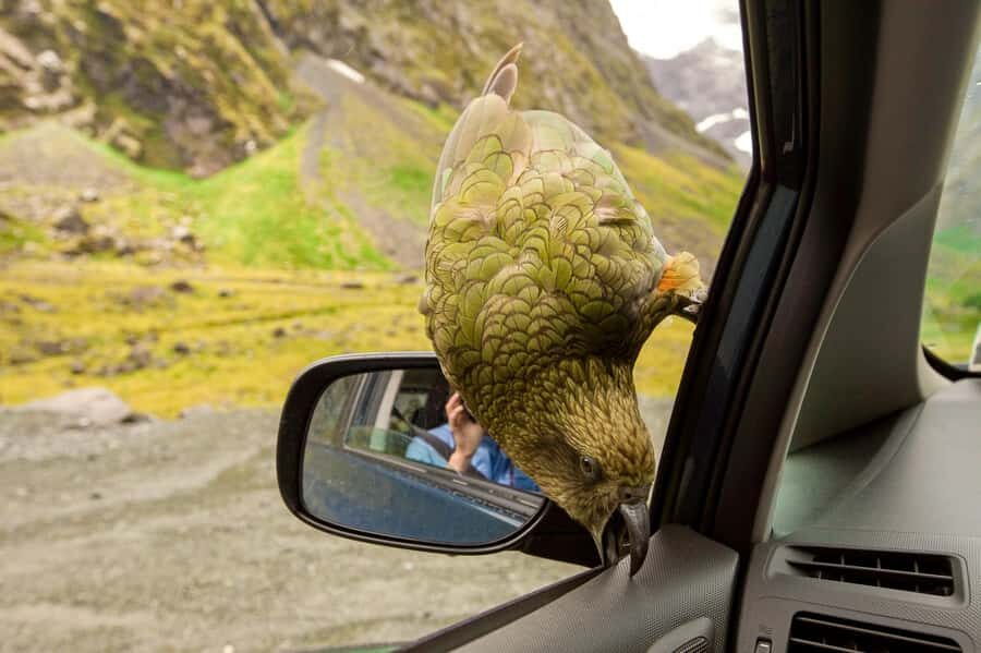 From Christchurch: Arthur's Pass with TranzAlpine & Lunch - Price and logistics: is $263 good value?