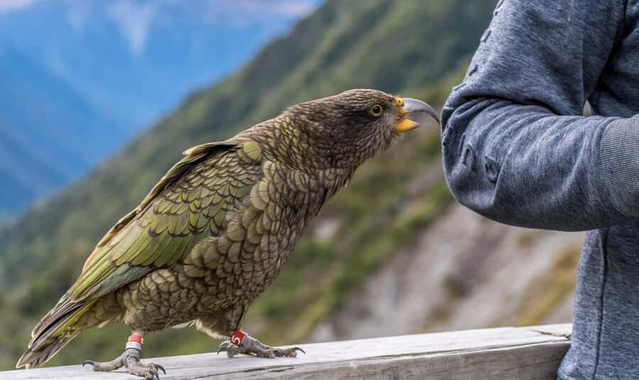 From Christchurch: Arthur's Pass with TranzAlpine & Lunch - Canyon Safaris and the Waimakariri Gorge jet boat option