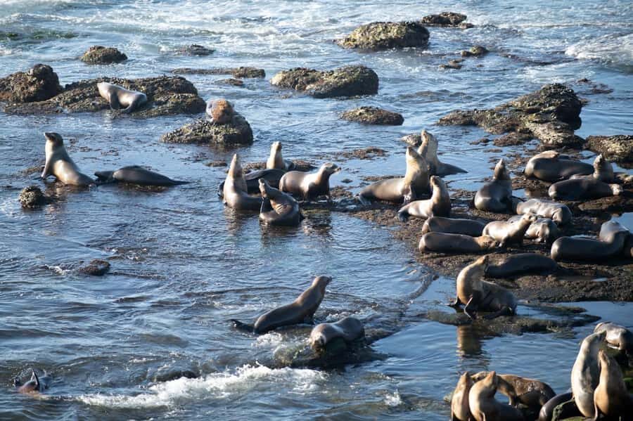 From Christchurch: Kaikōura Day Tour with Whale Watching - Key Things You’ll Notice on This Kaikōura Day Trip