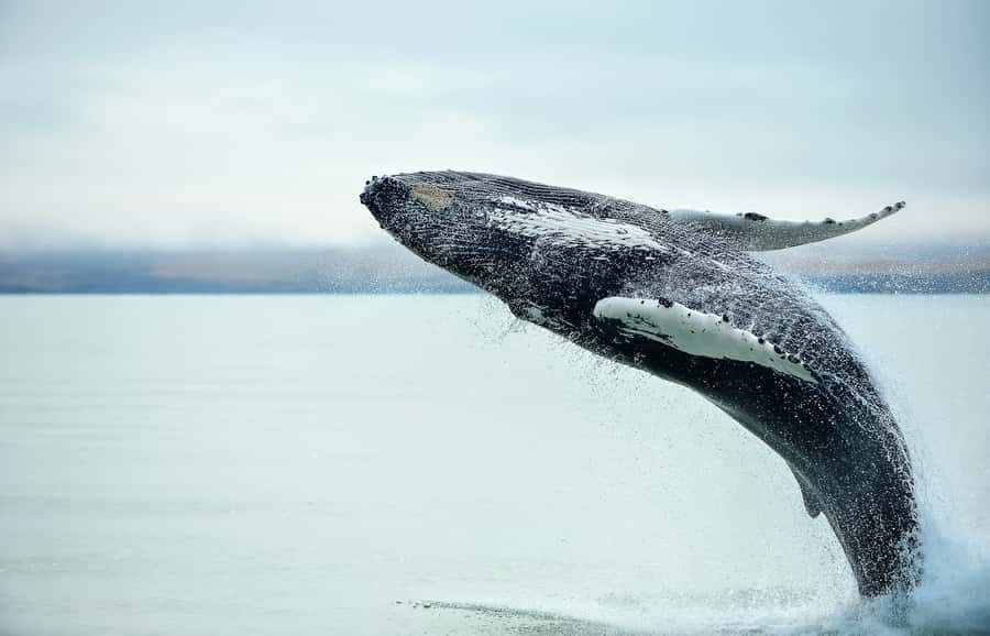 From Christchurch: Kaikōura Day Tour with Whale Watching - Why Kaikōura’s Whale Watching Feels Different (Even as a Day Trip)