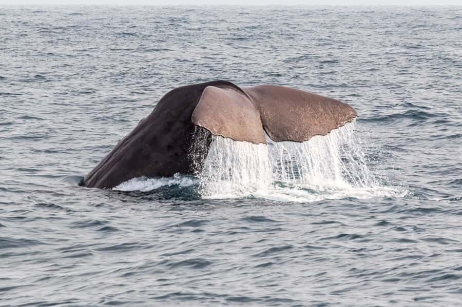 From Christchurch: Kaikōura Day Tour with Whale Watching - Kaikōura Lunch: The Fish and Chips Break That Keeps You Energized