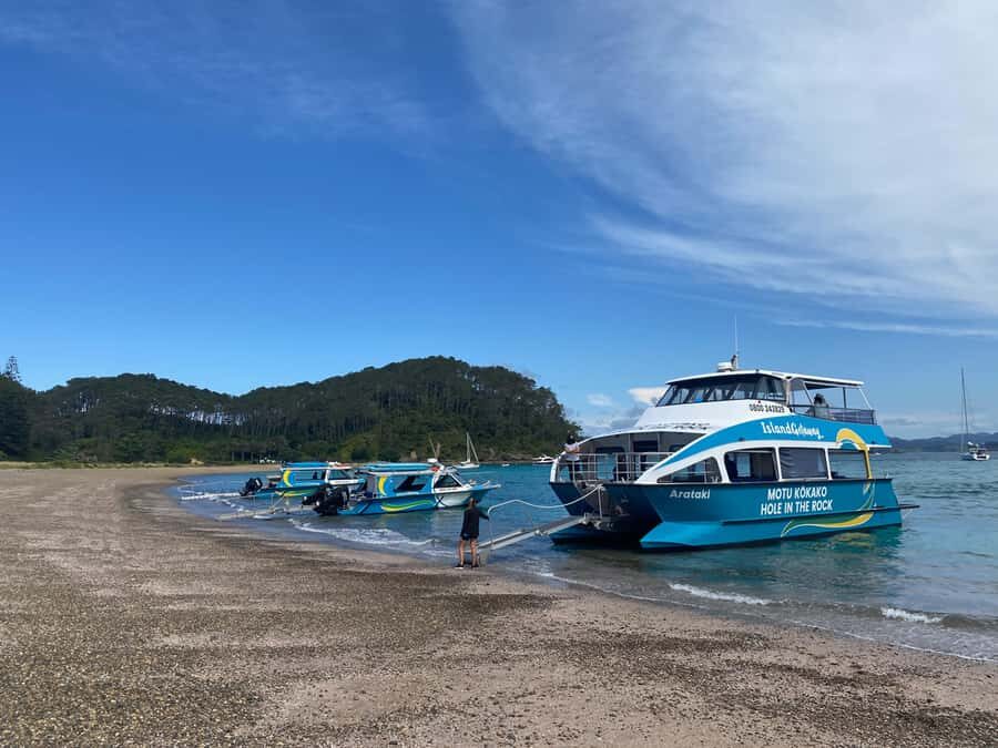 From Paihia: Scenic Cruise with Roberton Island Stopover - Wildlife spotting on the water: dolphins and penguins are not a long shot