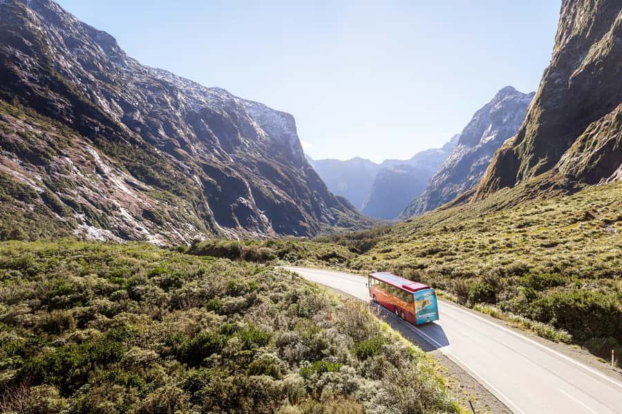 From Queenstown: Milford Sound Day Trip on Premium Coach - Monkey Creek and Keas: Small Wildlife Moment, Big Personality