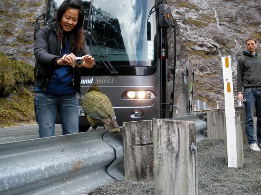 From Queenstown: Milford Sound Premium Day Tour and Cruise - Mirror Lakes and photo stops: turning the drive into real sightseeing