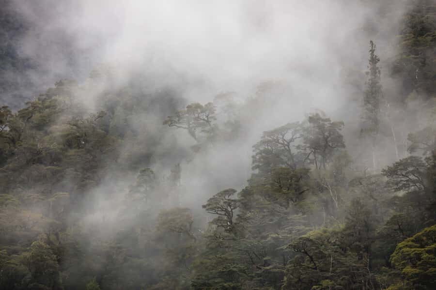 From Te Anau: Doubtful Sound Coach & Cruise - Wilmot Pass photo stops: rainforest, viewpoints, and that famous road