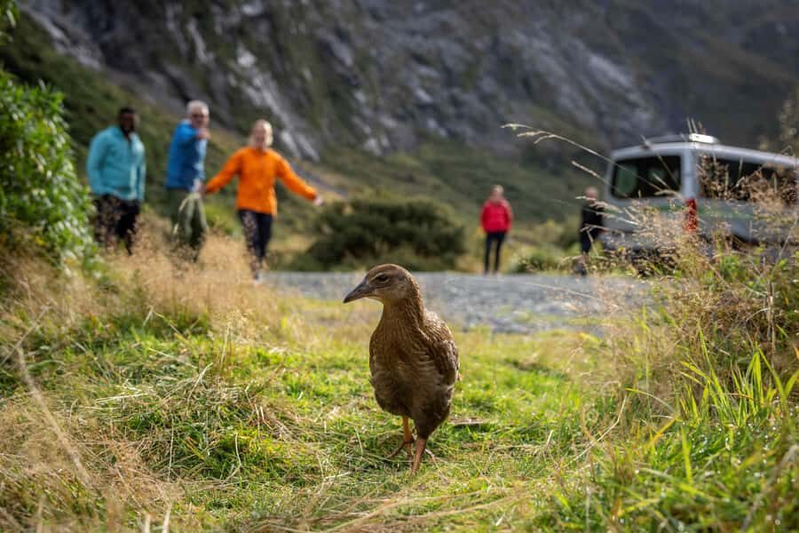 From Te Anau: Milford Sound Coach, Cruise, and Walks - Price and value: what you get for about $164