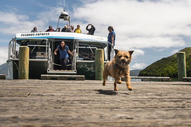 Full Day Iconic Mail Boat Cruise - The Pelorus Mail Boat Moment: Delivery, Stories, and Local Characters