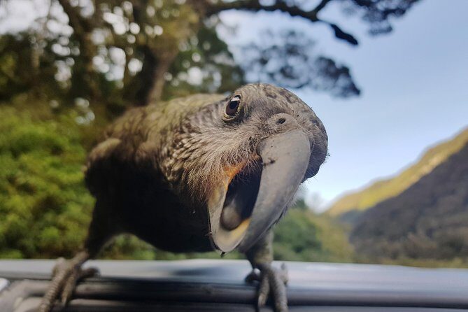 Full-Day Milford Sound Tour with Cruise and Walks from Te Anau - Milford Sound from Te Anau: the easy start that sets the tone