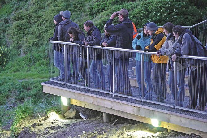 Guided Evening Penguin Viewing Otago Peninsula, Dunedin, New Zealand - Key things to know before you go