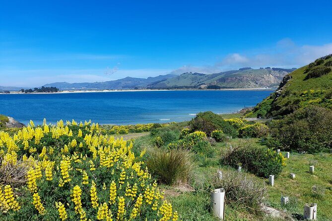 Guided Evening Penguin Viewing Otago Peninsula, Dunedin, New Zealand - The human story first: Māori presence on the headland