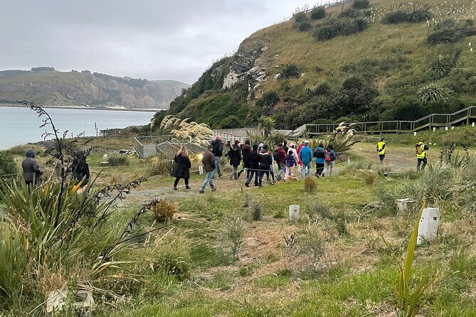 Guided Evening Penguin Viewing Otago Peninsula, Dunedin, New Zealand - The science bit: why a biologist guide improves your viewing
