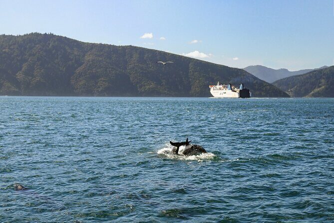 InterIslander Ferry - Picton to Wellington - Picton to Wellington by InterIslander: what makes it worth your time