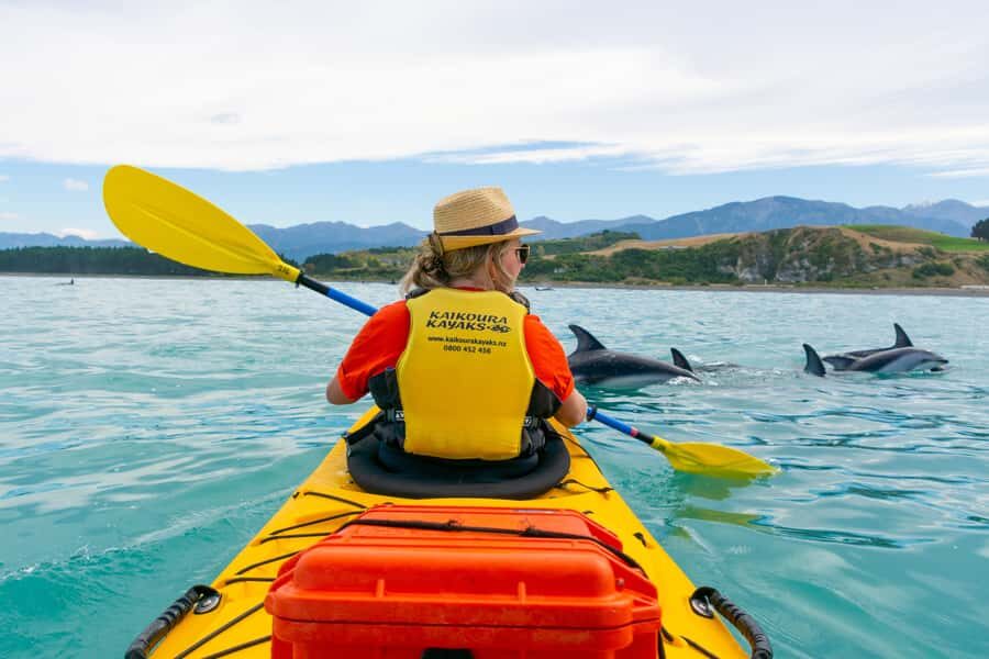 Kaikoura: Half-Day Wildlife Kayaking Tour - Key Things to Know Before You Paddle