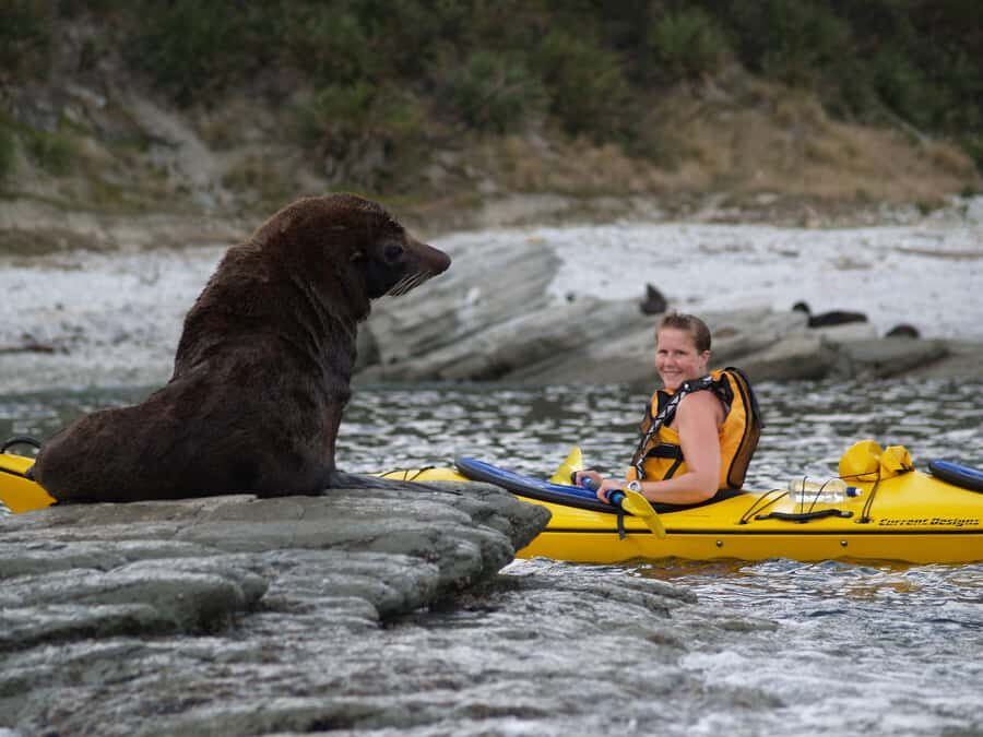 Kaikoura: Half-Day Wildlife Kayaking Tour - Getting Started in Kaikoura: Guides, Gear, and a Quick Safety Reset