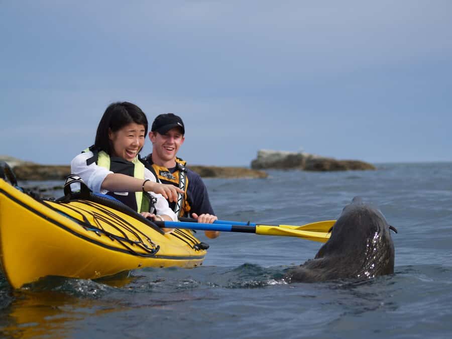 Kaikoura: Half-Day Wildlife Kayaking Tour - Kayak Time Along the Coast: Looking for Dolphins and Blue Penguins