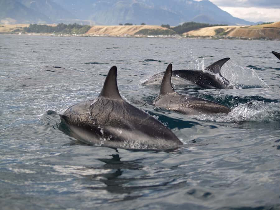 Kaikoura: Half-Day Wildlife Kayaking Tour - Fur Seal Viewing Up Close: Paddle Gently While They Hunt