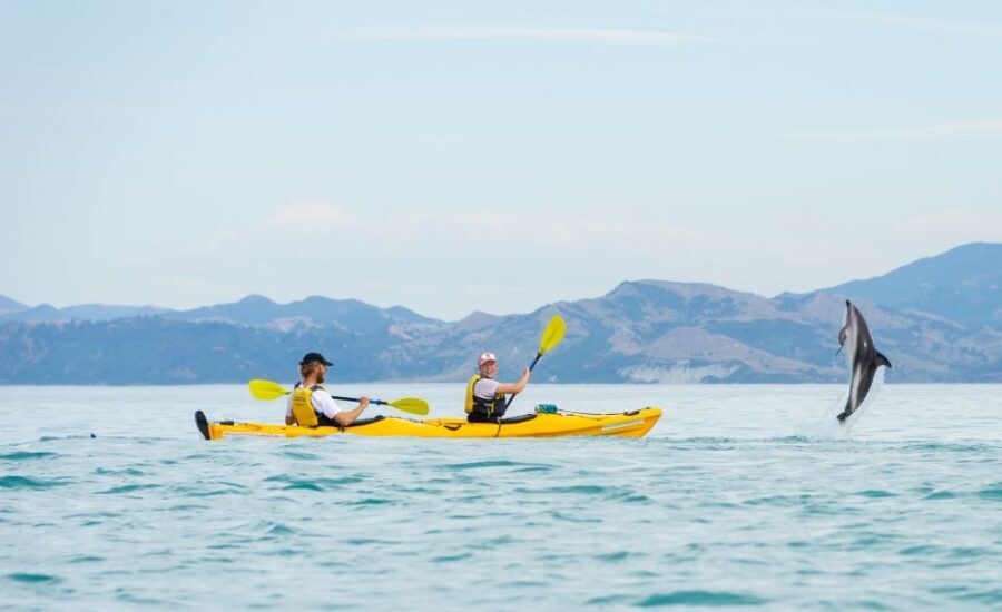Kaikoura: Half-Day Wildlife Kayaking Tour - How the 3 Hours Feels in Real Life: Briefing, Paddle, and Regrouping