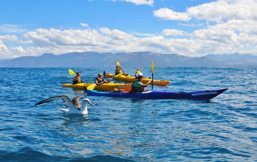 Kaikoura: Half-Day Wildlife Kayaking Tour - Price and Value at $95: What You Get for Your Money