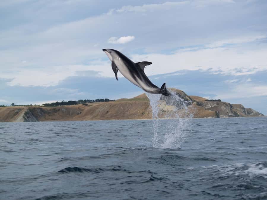 Kaikoura: Half-Day Wildlife Kayaking Tour - What to Pack: Sandals, Quick-Dry Clothes, and No Jeans