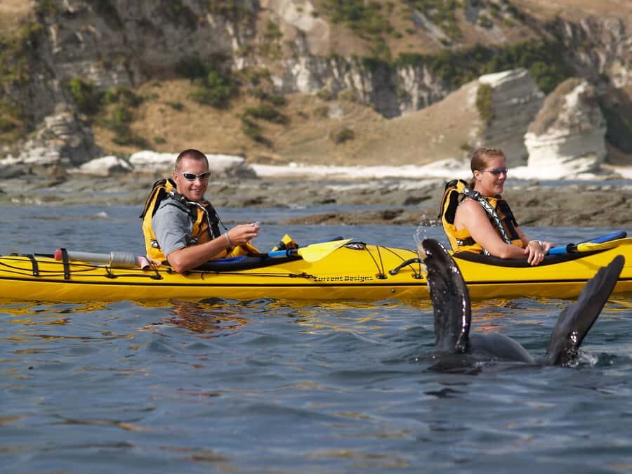 Kaikoura: Half-Day Wildlife Kayaking Tour - Weather and Wildlife Odds: When the Sea Has Attitude