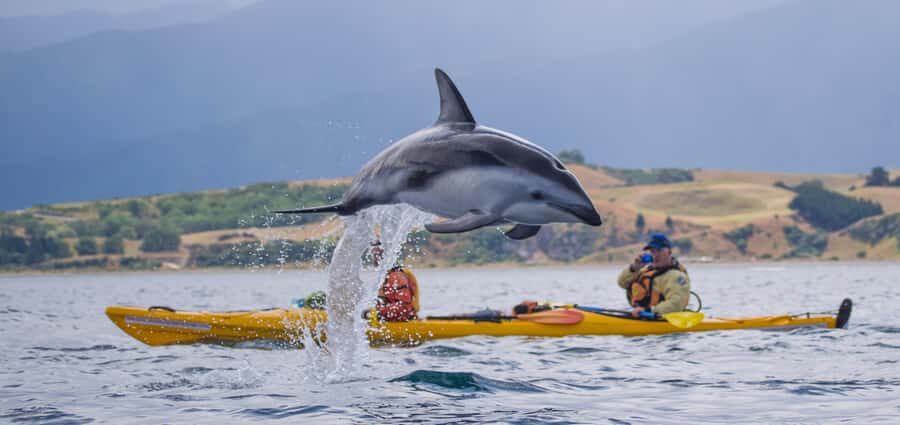 Kaikoura: Half-Day Wildlife Kayaking Tour - The Paddling Lesson: How You Get Moving Without Fancy Skills