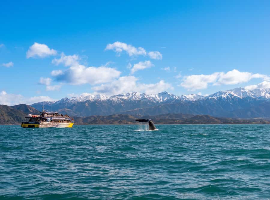 Kaikoura: Whale Watching Cruise - Key Things That Make This Cruise Worth Your Time