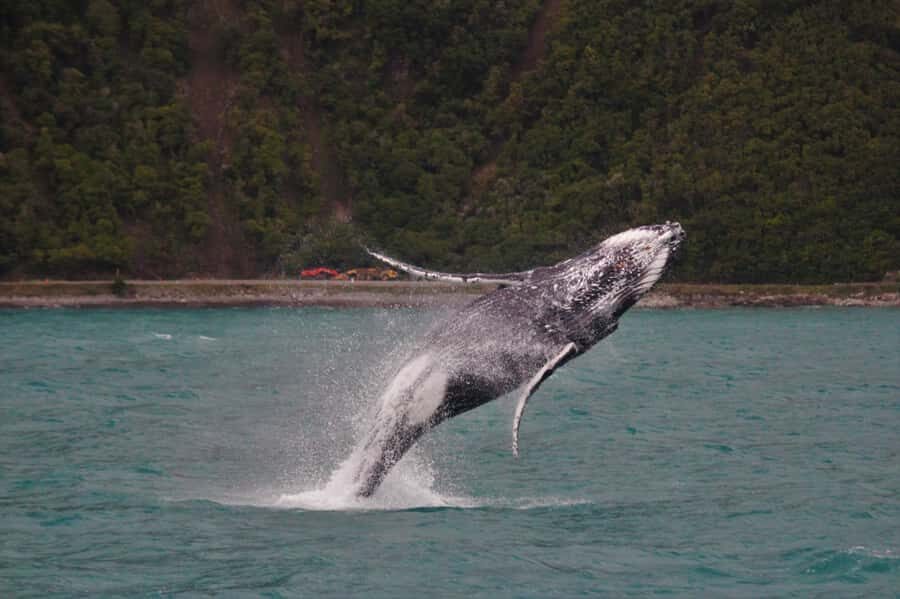 Kaikoura: Whale Watching Cruise - Entering Kaikōura: Where You Check In and Board