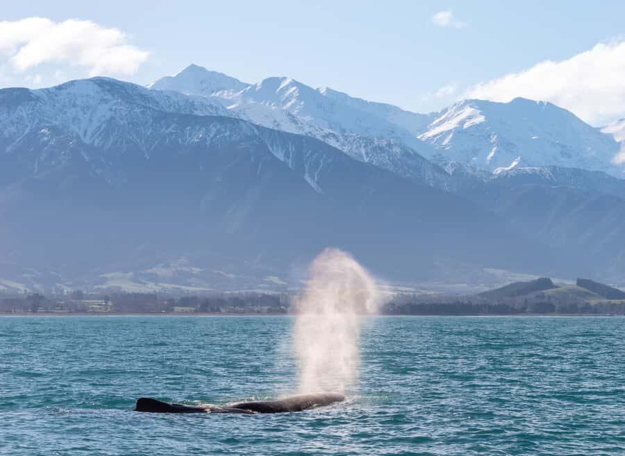 Kaikoura: Whale Watching Cruise - The Star Attraction: Giant Sperm Whales Up Close