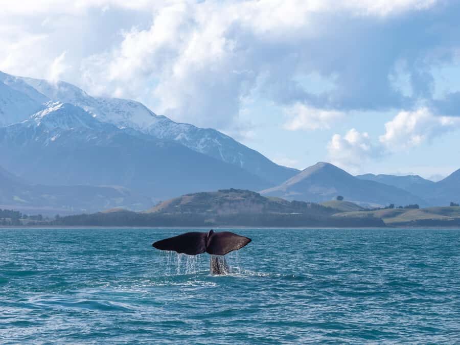 Kaikoura: Whale Watching Cruise - What the Onboard Screens and Animations Do for You
