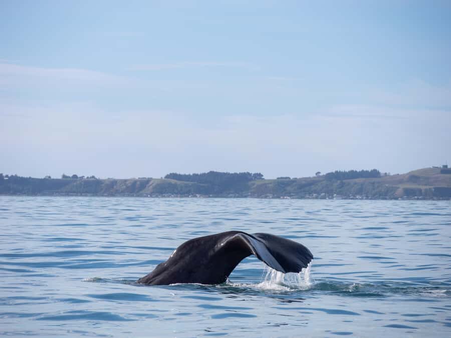 Kaikoura: Whale Watching Cruise - Value for Money: Is $104 a Fair Price?