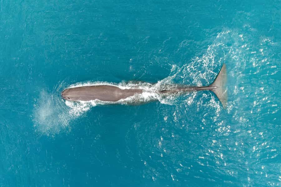 Kaikoura: Whale Watching Flight with Commentary - Key things that make this Kaikōura flight worth it