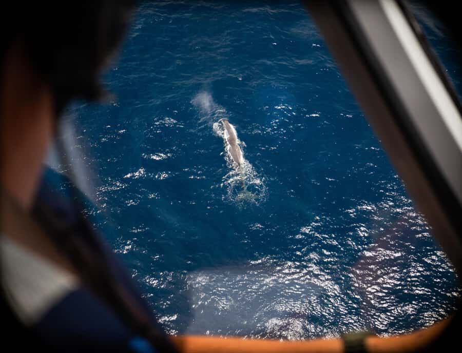 Kaikoura: Whale Watching Flight with Commentary - Why a Kaikōura whale-watching flight beats a boat trip