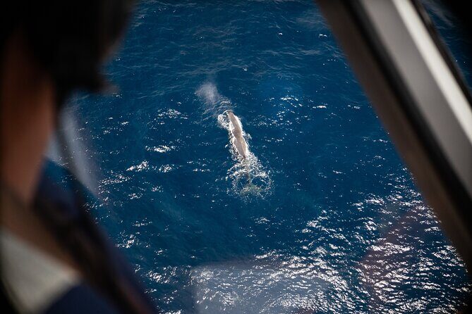 Kaikōura Whale Watching Scenic Flight (40 Minutes) - Key things to know before you go
