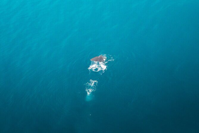 Kaikōura Whale Watching Scenic Flight (40 Minutes) - Whale spotting from the sky: what you’re most likely to see