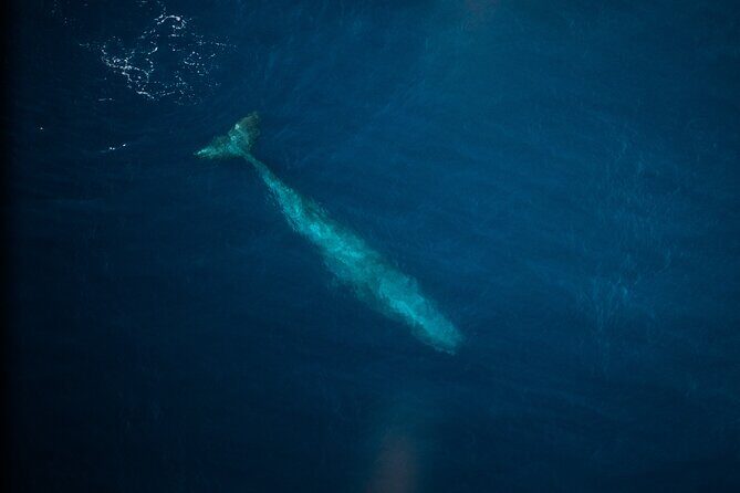 Kaikōura Whale Watching Scenic Flight (40 Minutes) - Pilot commentary and why the aircraft circles
