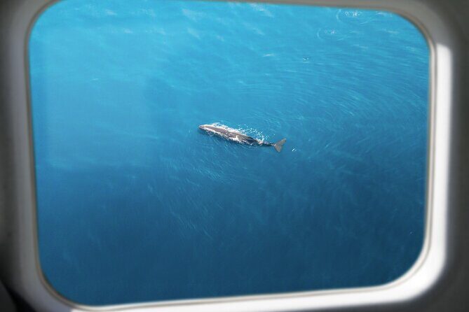 Kaikōura Whale Watching Scenic Flight (40 Minutes) - The one honest drawback: no whale guarantee, and timing can vary