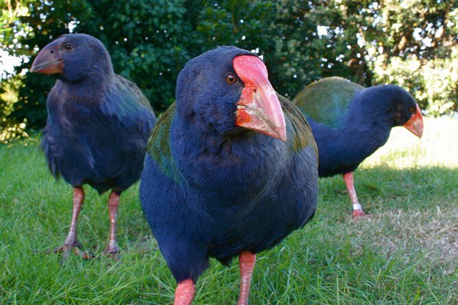 Kapiti Island Classic Guided Day Tour - Entering Kapiti Island From Paraparaumu: The Simple Way to Do Wellington’s Wildlife
