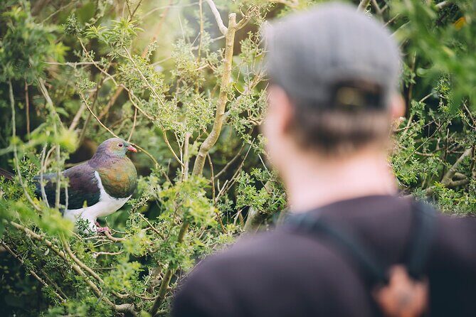 Kapiti Island Classic Guided Day Tour - Waiorua Bay and the 1-Hour Guided Nature/History Walk